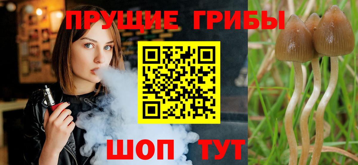 Псилоцибиновые грибы Psilocybe Лосино-Петровский